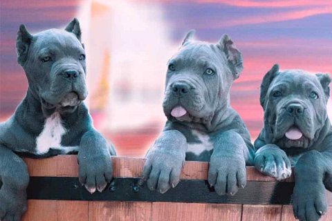 cane-corso puppies-for-sale-price.jpg